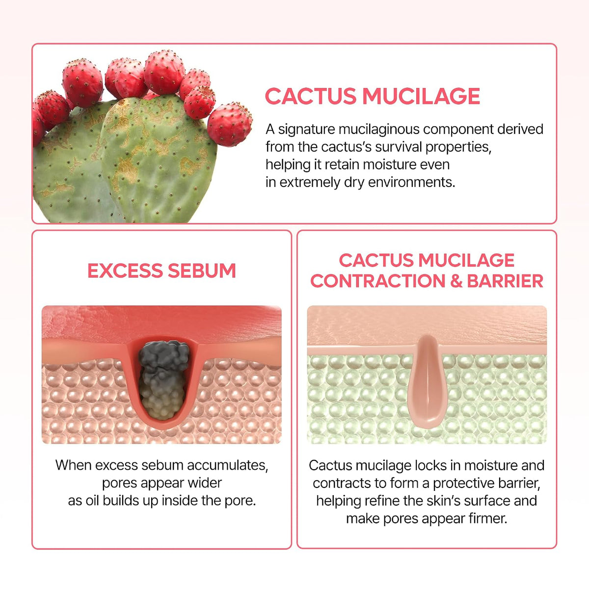 Dr.Melaxin Cactox Pore Dual Capsule Cream – Pore Minimizing Hydrating Face Cream with Cactus Extract, PDRN & Vegan Collagen for Firmness & Skin Repair